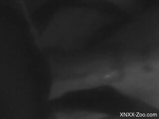 Nighttime bestiality video with a cocksucking lady