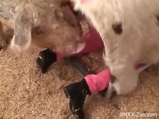 Sexy babe getting screwed by an even sexier doggo