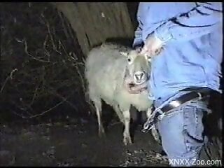 Man is about to fuck a goat while recording himself
