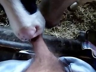 Anal animal xxx