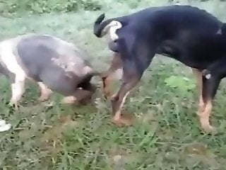 Cow animal sex